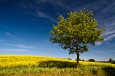 Ein Baum am Rapsfeld.