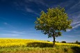 Ein Baum am Rapsfeld.