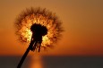 Eine Pusteblume vor der untergehenden Sonne.